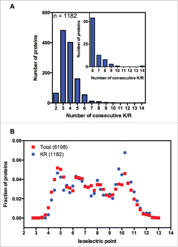 Figure 1. Bioinformatic analysis of yeast polybasic sequences. (A) The full genome of the yeast S. cerevisiae was screened for polybasic sequences, meaning 6 or more R's or K's residues within any group of 10 amino acids. We found 1187 proteins containing at least one polybasic domain. These proteins were grouped according to the maximum number of consecutive K/R's residues. The inset is a magnification of the groups of proteins with 6 or more consecutive K/R's residues. (B) The isoelectric point of each protein (6198) of the full genome of S. cerevisiae was calculated and compared with the set of polybasic proteins (1182). A normalized distribution is shown.