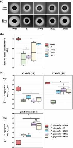 Figure 6. Phenotypic evaluation of nutrient acquisition. (a) Haemolytic activity. Images of beta-haemolysis zones produced after 7 days. (b) Haem accumulating activity. The haem-accumulating activity of each strain is expressed as a ratio relative to the haem-accumulating activity of Pi49046. (c) Co-aggregation activity with P. gingivalis A7A1–28 (carrying fimA type II) and fimA II-deficient mutant. Data are presented as the natural logarithm of OD600 × (‒1). *, P <0.01, versus Pi49046; †, P <0.01, versus Pi17; §, P <0.01, versus Pi25611; #, A7A1–28 (5 h) versus fimA II-deficient mutant. Mann-Whitney U test.