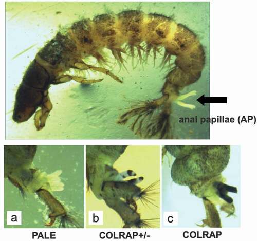 Figure 2. Location of anal papillae and their abnormalities. Sublethal effects were analyzed in larvae of H. angustipennis, where (a) PALE - anal papillae visible, (b) COLRAP± one to four anal papillae partially darkened, (c) COLRAP - anal papillae completely darkened