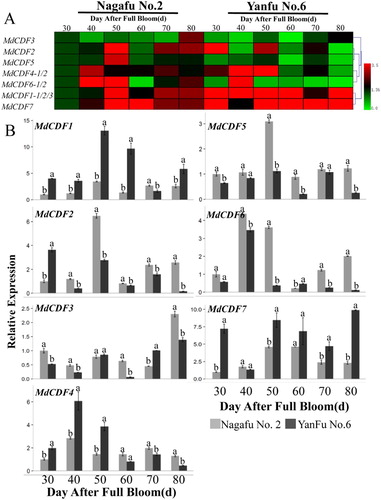 Figure 7. Expression level of MdCDF genes in apple buds of two different varieties. (A) cluster analysis of the expression of MdCDF genes; (B) the expression pattern of MdCDFs by RT-qPCR. Each value represents the mean ± standard error of three biological replicates. Means followed by different letters are significantly different at a p ≤ 0.05.