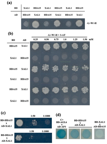 Figure 4. Protein-protein interaction between HDA15 and XAL1. A two-hybrid assay indicates an interaction between HDAC and XAL1 in Arabidopsis. (a) SD/-L/-W/-H correspond to dropout medium lacking L, W, H and positive interactions, BD HDA15 and AD XAL1, resulting in yeast growth on the SD/-L/-W/-H plate. (b) HDA15 and XAL1 interaction with different concentrations of 3-AT (0.25, 0.5, 0.75, 1.0, 1.25 and 1.5 mM). (c) HDA15 interaction with XAL1 at different dilutions (1:50 and 1: 1000). (d) Lac-Z expression in interaction HDA15 and XAL1. AGAMOUS LIKE 6 (AGL6) and APETALA 3 (AP3) was used as a positive control.