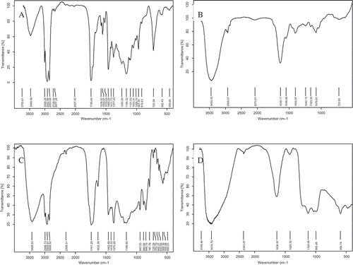 FIGURE 2 IR spectrum of (a) capsanthin; (b) treated with ; (c) H2O2; and (d)·OH.