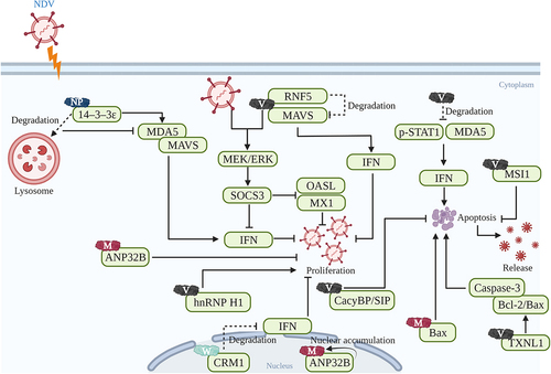 Figure 3. Schematic representation illustrating the interactions between host cellular proteins and NDV proteins, which regulate host antiviral responses. Host proteins that have been well explored for their roles in host antiviral responses during NDV infection are listed. The schematic representation is created with Biorender.com.