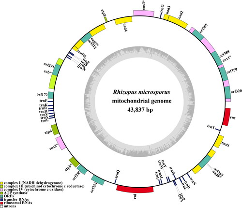 Figure 2. The Circular mitochondrial genome map of Rhizopus microspores.