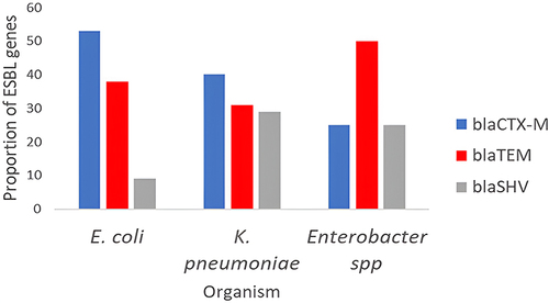 Figure 3 Proportion of blaCTX-M, blaTEM and blaSHV in isolated Enterobacteriaceae.