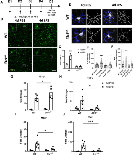 Figure 1 4d LPS induces IL-1R1-dependent microglial morphologies and cytokine mRNA expression changes. (A) Experimental design of repeated LPS (4d LPS). On days 1 through 4 mice are injected daily with LPS (1 mg/kg, i.p.) or PBS. 24 hrs following the final i.p. injection mice were sacrificed for IHC, PCR, or FACS analysis. (B) Fluorescent immunolabeling of Iba-1 (green) following 4d PBS or 4d LPS in WT and Il1r1r/r mice. (C) Quantification of percent area of Iba-1 immunolabeling from WT and Il1r1r/r mice treated with 4d PBS or 4d LPS (n=4–5). (D) Representative images of individual Iba-1+ microglia overlaid with a thresholded mask and skeletonized structure by Cell Profiler 3.0. (E) Quantification of the branches from individual skeletonized microglia in both WT and Il1r1r/r mice treated with either 4d PBS or 4d LPS (n=50–90 individual microglia, n=4-5). (F) Quantification of the endpoints from individual skeletonized microglia in both WT and Il1r1r/r mice treated with either 4d PBS or 4d LPS (n=50–90 individual microglia, n=4–5). Quantification of the relative hippocampal tissue mRNA expression of IL-1β (G), TNFα (H), MSR1 (I) and YM-1 (J) from WT or Il1r1r/r animals treated with 4d PBS or 4d LPS (WT PBS n=7; WT LPS n=5; Il1r1r/r PBS n=6; Il1r1r/r LPS n=4). Scale bar = 100μm.Bars represented as mean ± standard error. Data denoted with asterisk (*) were determined as statistically significant from corresponding control group (P < 0.05), following F-protected post hoc test. *p < 0.05, ***P < 0.001.