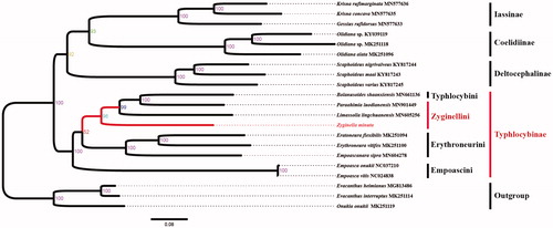 Figure 1. Phylogeney analysis of Zyginella minuta based on the first and second codon positions of 13 PCGs and complete sequences of 2 rRNAs (Numbers at nodes are ultrafast bootstrap support. The GenBank accession number for each species is indicated after the scientific name).