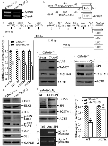 Figure 5. CDKN1B promoted Sqstm1 mRNA transcription specifically by elevating SP1 expression. (a) RT-PCR was applied to evaluate Sqstm1 mRNA levels in Cdkn1b+/+ and cdkn1b(Δ51) cells. (b) The various deletions of mouse Sqstm1 promoter-driven luciferase reporters were constructed and the putative transcription factor binding sites were analyzed using the TRANSFAC 8.3 engine online. (c) Various deletions of mouse Sqstm1 promoter luciferase reporters were cotransfected together with pRL-TK into Cdkn1b+/+ and cdkn1b(Δ51) cells. Twenty-four h post transfection, the transfectants were extracted to evaluate the luciferase activity. TK was used as an internal control. The results are presented as Sqstm1 promoter activity in cdkn1b(Δ51) cells relative to Cdkn1b+/+ cells. Each bar indicates a mean ± SD from 3 independent experiments. The symbol (*) indicates a significant reduction (P < 0.05). (d–g) The cell extracts from the indicated cells and their transfectants were subjected to western blots to evaluate protein expression using specific antibodies. Either GAPDH or ACTB were used as protein loading controls. (h) The diagram of the WT-Sqstm1 promoter-driven luciferase reporter and its mutation at the SP1 binding site at −47 bp. (i) Both WT- and the mutated forms of the Sqstm1 promoter luciferase reporters shown in Figure 5H were transiently cotransfected with pRL-TK into Cdkn1b+/+ and cdkn1b(Δ51) cells. Twenty-four h post-transfection, the transfectants were extracted to evaluate the luciferase activity. TK was used as an internal control. The results are presented as Sqstm1 promoter activity in cdkn1b(Δ51) cells relative to Cdkn1b+/+ cells. The symbol (*) indicates a significant decrease in comparison to Cdkn1b+/+ cells (P < 0.05). (j) ChIP assay was employed to evaluate SP1 binding to the Sqstm1 promoter region using anti-SP1 antibody.