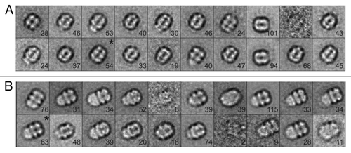 Figure 5. Analysis of S. elongatus KaiBC complex particles with and without 1.8 nm Ni-NTA-Nanogold. (A) Twenty class averages obtained by non-reference based alignment and classification of 875 unlabeled KaiBC particle images in negative stain. The average used for difference mapping (see Fig. 4D) is marked with an “*” in the upper right corner. (B) Twenty class averages obtained by non-reference based alignment and classification of 771 1.8 nm Ni-NTA-Nanogold labeled KaiBC particle images in negative stain. The average used for difference mapping (see Fig. 4C) is marked with an “*” in the upper right corner. (A and B) The number of particles in each projection average is shown in the lower right corner of each average. Side length of panels equals 240 Å.