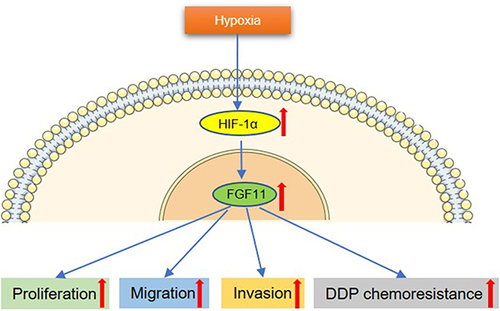 Figure 5 The function of the HIF-1α/FGF11 signaling axis in the regulation of proliferation, migration, and DDP resistance in OCCC cells.