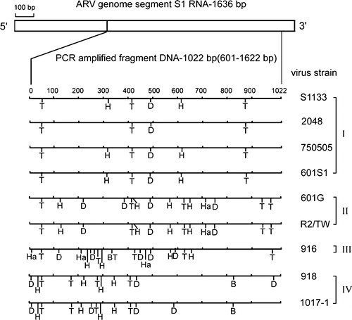 Figure 3. Diagram of restriction enzyme digestions of the σC-encoding gene of ARV isolates. The genome segment S1 of ARV S1133 is indicated by the box. The amplified cDNA fragment (1022 bp) is numbered from 601 to 1622. The restriction sites of the amplified cDNA fragments from each strain are shown as Bcn I (B), Dde I (D), Hae III (Ha), Hinc II (H), and Taq I (T). The classification of ARV isolates is indicated one the right-hand side.