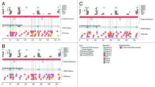 Figure 7. Abundance and functionality of intrinsic disorder in human α- (A), β- (B), and γ-actins (C), UniProt IDs: P68133, P60709, and P63621, respectively. Here, the outputs of the D2PCitation2 database (http://d2p2.pro/)Citation150 for these three proteins are shown. Disorder analysis is enhanced by including results of 9 disorder predictors, which generally agree on the existence of at least 5 disordered regions.