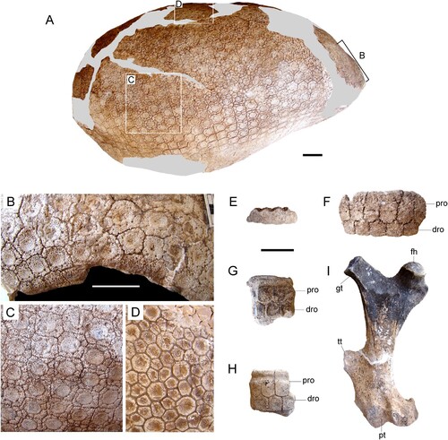 FIGURE 3. Andinoglyptodon mollohuancai gen. et sp. nov. (holotype, MUESP 4). A, dorsal carapace; B, anterior osteoderms; C, lateral osteoderms; D, dorsal osteoderms; E, portion of accessory caudal ring; F, portion of caudal ring 2 or 3; G, H, caudal rings 4, 5, or 6; I, right femur in dorsal view. Abbreviations: dro, distal row of osteoderms; fh, femoral head; gt, greater trochanter; pro, proximal row of osteoderms; pt, patellar trochlea; tt, third trochanter. Scale bars equal 5 cm.