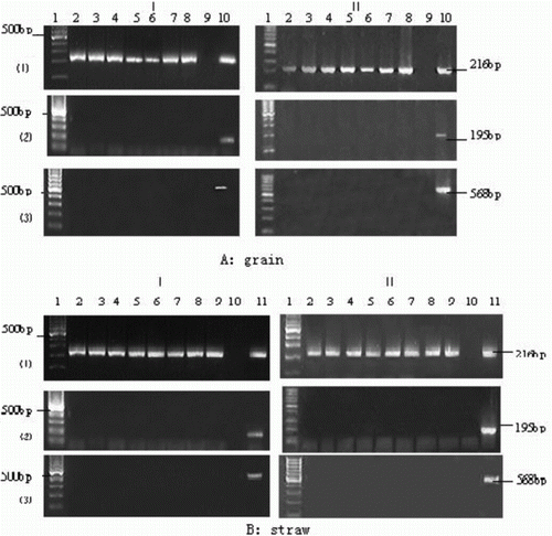 Figure 4.  Amplified 16s rRNA gene fragments from ruminal liquid-associated bacteria. A: Foreign Bar and CaMV 35S gene fragments were from grain of Bar68-1 and X125S/Bar68-1 in the ruminal microbe; B: Foreign Bar and CaMV 35S gene fragments were from straw of Bar68-1 and X125S/Bar68-1 in the ruminal microbe. I: Bar68-1; II: X125S/Bar68-1. (1): Amplified 16S rDNA gene fragment from the ruminal bacteria genome, which could be used to testify the extraction quality of bacteria genome; (2): Amplified CaMV 35S promoter gene fragment; and (3): Amplified Bar gene fragment. A: Lan1, DNA markers; lan2-8, Amplified target gene fragments in the ruminal bacteria microbe genome incubated for 6, 12, 18, 24, 30, 36 and 42 h; Lan9, negative control (no DNA template); Lan10, positive control (DNA isolated from Bar68-1 and X125S/Bar68-1 grain). B: Lan1, DNA markers; lan2-9, Amplified target gene fragments in the ruminal bacteria microbe genome incubated for 6, 12, 24, 36, 48, 54, 62 and 70; Lan10, negative control (no DNA template); Lan11, positive control (DNA isolated from Bar68-1 and X125S/Bar68-1 straw).