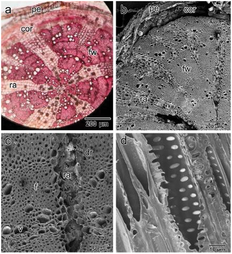 Figure 8. Mature root anatomy. (a) light microscopy image, (b) SEM image. Note: fibrous wood with many vessel elements and large unlignified rays (ray parenchyma) between them containing many druse crystals. (c) SEM image of fibrous wood with vessel elements. (d) SEM image of longitudinal section (L.S.) in a vessel element showing circular bordered pits in wall thickening. pe: periderm, cor: cortex, fw: fibrous wood, ra: ray, dr; druse crystal.