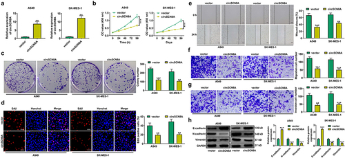 Figure 2. CircSCN8A inhibits the aggressive progression of NSCLC in vitro. (a) Transfection efficiency of circSCN8A-overexpressing plasmid in A549 and SK-MES-1 cells was determined by qRT-PCR. (b-d) CCK-8, colony formation, and EdU assays were performed to detect the proliferation ability of circSCN8A-overexpressing cells. (e) Wound healing assays were used to determine the effect of circSCN8A overexpression on cell migration. (f and g) Transwell assays were applied to determine the migration and invasion capability in cells with circSCN8A overexpression. (h) Western blot assays of EMT markers (e-cadherin, n-cadherin, and vimentin) in circSCN8A-overexpressing NSCLC cells. Scale bar: 50 μm. **P <0.01, ***P <0.001.