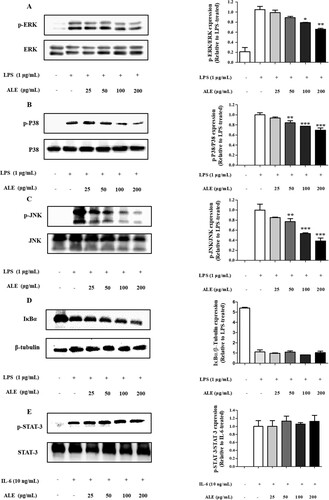 Figure 5. The inhibitory effects of ALE on the activation of MAPK. ALE inhibited the phosphorylation of MAPK including ERK, p38, and JNK. Cells were treated with ALE for 4 h, followed by LPS stimulation (1 μg/mL) for 15 min. For STAT3 analysis, cells were treated with 10 ng/mL of IL-6 for 30 min. Total cell lysates were used, and the expression levels of ERK, p-ERK (A), p38, p-p38 (B) JNK, p-JNK (C), IκB, p-IκB (D), and STAT-3, p-STAT-3 (E) were determined by western blot analysis. p-MAPK expression was normalized to the corresponding total MAPK level. IκBα, p-IκBα, STAT-3, and p-STAT-3 expression levels were normalized to the corresponding β-tubulin level. The images shown are representative of three independent experiments with similar results. The intensity of protein bands from the western blots was quantified and expressed as bar graphs. Data are expressed as the means ± S.D. (n = 3). *p < .05, **p < .01 versus LPS-treated cells.