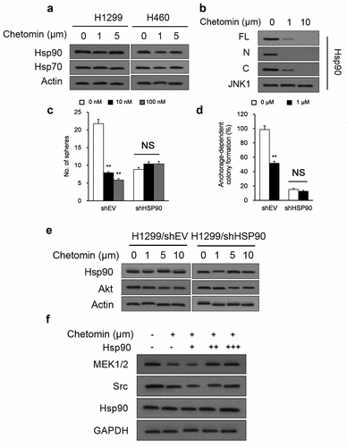 Figure 5. Chetomin blocks Hsp90’s binding to HIF1α’s N-terminus.