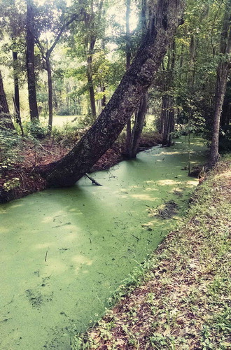 FIGURE 4. Canal constructed by enslaved persons at Magnolia Plantation in Charleston, South Carolina. Photograph by Amy E. Potter. (Color figure available online.)