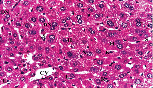 Figure 3. A photomicrograph of a liver section of negative control mouse showing hepatic lobule with central vein (CV), and radiated hepatic strands with 1–2 cell-thick polygonal hepatocytes (H), separated by sinusoids (S). The hepatocytes have either one nucleus (N) or binucleated (DN). Blood sinusoids are lined with endothelial cells (E) and scattered Kupffer cells (K) (H & E x400).