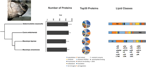 Figure 1. Results of the proteomic and lipidomic analysis for mental gland secretions of males of four turtle species. Left: number of proteins identified of each species (mean±SE). Middle: functional classification of the Top30 proteins, cytoskeleton (cyt) and metabolic enzymes (enz) are highlighted. Right: barplot with the amount (mol%) of each lipid class, the most abundant lipid class is highlighted. Phylogenetic relationships based on Pereira et al. (Citation2017), rooted with Sternotherus odoratus and Chelydra serpentina (not shown). Photo at top left shows the macroscopic aspect of mental glands in a male Siebenrockiella crassicollis. CE = cholesterol esters; Cer = ceramide; CL = cardiolipin; DAG = diacylglycerol; HexCer = hexosylceramide; LPA = lyso-phosphatidate; LPC = lyso-phosphatidylcholine; LPC O- = lyso-phosphatidylcholine-ether; LPE = lyso-phosphatidylethanolamine; LPE O- = lyso-phosphatidylethanolamine-ether; LPG = lyso-phosphatidylglycerol; LPI = lyso-phosphatidylinositol; LPS = lyso-phosphatidylserine; PA = phosphatidate; PC = phosphatidylcholine; PC O- = phosphatidylcholine-ether; PE = phosphatidylethanolamine; PE O- = phosphatidylethanolamine-ether; PG = phosphatidylglycerol; PI = phosphatidylinositol; PS = phosphatidylserine; SM = sphingomyelin; TAG = triacylglycerol.