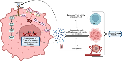 Figure 5. Role of PTEN within the tumor microenvironment.
