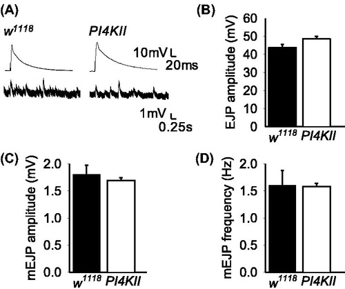 Figure 2. Evoked and spontaneous neurotransmitter release are not affected by the absence of PI4KII. (A) Representative traces of EJPs and mEJPs in controls (w1118) and PI4KII null mutants. (B) There was no significant difference (p > .05) in EJP amplitude in response to 0.05 Hz stimulation between controls (w1118; n = 7) and PI4KII null mutants (n = 5). (C, D) There were no significant differences in the amplitude or frequency of mEJPs between controls (w1118; n = 7) and PI4KII null mutants (n = 5). Error bars represent SEM.
