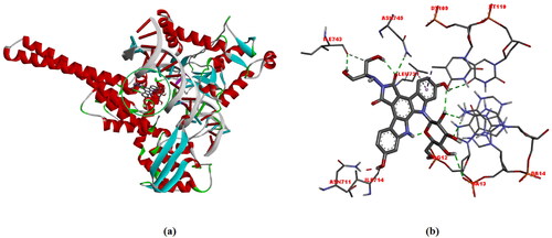Figure 8. (a) Structural model of DNA-TOPI complexes with ligand edotecarine binding site (green sphere), (b)The interactions between the edotecarin and DNA-TOPI complexes are labeled using colored dashed lines (-10.7 kcal/mol).
