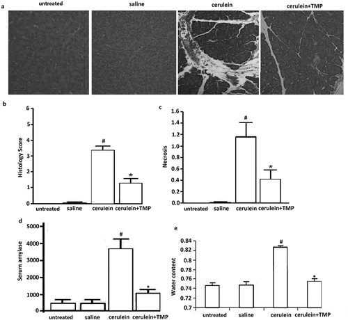 Figure 1. Evaluation of cerulein-treated and TMP-treated pancreatic tissue damage in mice. (a), Pathological morphology of pancreatic tissues in each group measured by haematoxylin-eosin (HE) staining. (b), Representative H&E images of pancreas histology slides from treatment groups; (c), Necrotic cells were counted on H&E-stained pancreas sections as percentage of total cells. D, Effect of TMP on serum amylase activity (U/L) of cerulien-induced acute pancreatitis in mice (i.p.). (e), Effect of TMP on pancreatic water content in the cerulein treated mice. vs untreated and saline,#p< 0.05; vs cerulein,*p< 0.05.