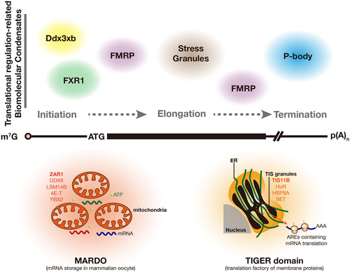 Figure 4. Translational regulation-related biomolecular condensates in eukaryotic cells. the translation process in eukaryotic cells includes initiation, elongation, and termination. FXR1 and Ddx3xb condensates regulate mRNA translation at the initiation stage, in which, FXR1condensates promote translation activation in mouse late spermatids and Ddx3xb condensates are involved in the translational activation of zygotic mRNAs. FMPR condensates inhibit mRNA translation in neurons at the initiation, elongation, and termination stages. stress granules predominantly repress the translation at the elongation stages. P-body hosts RNA degradation complexes and regulates translational processes at the termination stages. MARDO is a coalescence of RNP condensates (including ZAR1, DDX6, LSM14B, 4E-T, and YBX2) and mitochondria, which stores translational repressed mRNA and is crucial for mammalian oocyte growth. TIGER domain, composed of TIS granules and the ER, provides a unique location to promote the translation of the membrane-protein-coding, AREs-containing mRNA and assist protein folding on the ER surface.
