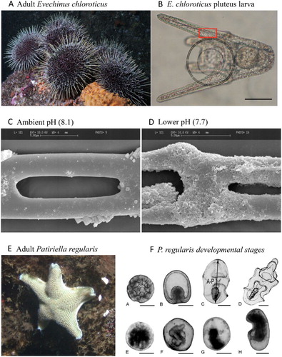 Figure 8. A, Adult sea urchin E. chloroticus, B, E. chloroticus planktonic pluteus larval stage. The larvae have a calcitic endoskeleton, consisting of fine rods extending along the larva, which can be visualised using polarised light. Experiments have shown loss of skeletal integrity in larvae in the region identified by the red square in B when reared under D, lower seawater pH relative to C, normal pH (from Clark et al. Citation2009). E, Adult cushion star P. regularis, and F, its early developmental stages (0–24 h old, Byrne, Gonzalez-Bernat, et al. Citation2013) showing slower and abnormal development under experimentally reduced pH 7.6 (F/ E-H) compared with development under ambient pH 8.16 (F/ A-D). Scale bar = 100 µm for all larval pictures and 5 µm for SEM images (Permission to reproduce this figure provided courtesy of Inter-Research).