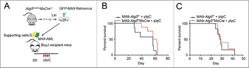 Figure 3. Atg5 disruption does not benefit MA9-AML mice survival. (A) Illustration of transplantation strategy: 1 million leukemia cells together with 0.25 million supporting cells were transplanted into BoyJ recipient mice after lethal irradiation. Intraperitoneal injection of polyI:C (plpC) was started 20 d post transplantation at the dosage of 100 μg/g, every other day for 4 injections. (B) Kaplan-Meier survival curve for the primary transplantation (n = 7 in Atg5f/f group, n = 8 in Atg5f/fMxCre group). (C) Kaplan-Meier survival curve for the secondary transplantation (n = 6 in Atg5f/f group, n = 5 in Atg5f/fMxCre group).