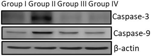 Figure 8. Western blotting caspase protein expression in kidney tissue of cisplatin induced nephrotoxicity model.