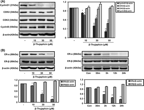 Fig. 2. Effect of β-thujaplicin on the expression of cell cycle-related proteins and critical biomarkers in breast cancer ERs in MCF-7 cells.Notes: The cells (5 × 105 cells/well in a 6-well plate) were treated with β-thujaplicin at different concentrations (10–50 μM) for 24 h or different time points (30 min to 24 h) at 50 μM. (A) Immunoblotting against cyclin D1, cyclin B, CDK4, CDK2, and β-actin was performed. (B) Immunoblotting against ER-α and ER-β was performed. After the quantification, the protein expressions were expressed as means ± SD. *p < 0.05, **p < 0.01 compared to the control group.