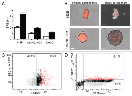 Figure 2 PKH26Hi ostesarcoma cells show increased self-renewal and divide less frequently. (A) PKH26Hi cells (black columns) generate twice as many sarcospheres than pKH26Lo cells (white columns) in three OS cell lines (SFE p < 0.01, at least three samples/group in duplicate experiments). (B) Only a minority of cells retain the PKH26 dye after serial sarcosphere passages (143B top row, primary sacosphere left, tertiary sarcosphere right; MNNG/HOS bottom row, primary sacosphere left, tertiary sarcosphere right). Bar 100 µm. (C) Representative FACS analysis shows PKH profile of cultured MNNG/HOS cell line (10,000 cells, PKH26Hi red, PKH26Lo gray, results were reproducible in at least two independent experiments). (D) Representative FACS analysis shows heterogeneous distribution of PKH26 dye on MNNG/HOS orthotopic bone tumors. Quiescence cells dilute less the membrane dye and appear brighter (10,000 cells, PKH26Hi red, PKH26Lo gray, results were reproducible in at least two independent experiments).