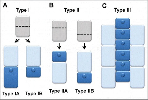 Figure 3. The proposed types of root epidermis patterning in plants.