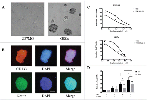 Figure 1. EMAP-II enhanced cytotoxic effect of TMZ on U87MG and GSCs (A) U87MG cells were cultured in the DMEM, containing 10% FBS in flasks. After sorted by FACS, the CD133-positive cells were collected and maintained in the DMEM/F12, containing 2% B27 supplements, 20ng/ml EGF, and bFGF. Suspended cells became spheres after 48 h culture. (B) GSCs expressing the stemness biomarkers of CD133 and Nestin by immunofluorescence. (C) Both U87MG and GSCs were treated with TMZ alone or a combination of TMZ and EMAP-II with assigned concentration for 72 h respectively, IC50 of TMZ calculated from dose-inhibition response curves was remarkably decreased on both U87MG and GSCs. (D) Cells were treated with 100μM TMZ and/or 0.5 nM EMAP-II for 72 h respectively and cell viability was then determined. EMAP-II enhanced the TMZ-induced cytotoxic effect on U87MG and GSCs.