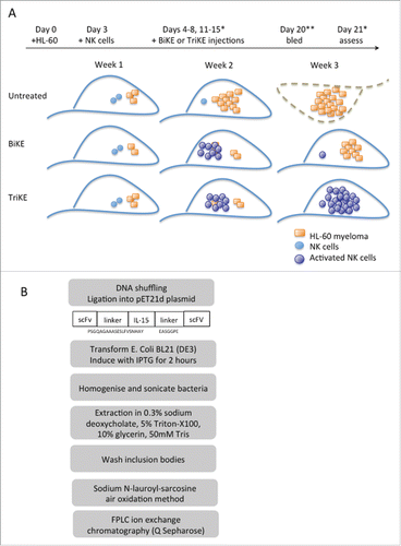 Figure 2. Production of TrIKEs and functional testing in a xenograft model.Citation1 (A) TrIKEs are expressed as recombinant proteins in bacteria before refolding and purification. Peptide linkers flanking IL-15 are indicated. (B) TriKEs and BiKEs promote NK cell-mediated killing of engrafted HL-60. TriKEs further support NK cell expansion and persistence that is associated with tumor clearance. A luciferase-expressing HL-60 myeloma cell line (7.5 × 105) was delivered intravenously 3 d before adoptive transfer of 1 × 106 CD3/CD19-depleted NK cells that were stimulated overnight with IL-15. TriKEs or BiKES were injected subcutaneously (50 μg each injection) for 10 d. *Tumor load was assessed by chemiluminesence after luciferin administration on days 14 and 21. **NK cells in peripheral blood were enumerated.