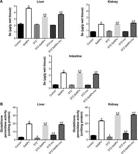 Figure 3 (A) Effect of SeNPs on selenium concentration in the liver, kidney, and intestine of control and experimental groups. (B) Effect of SeNPs and insulin on glutathione peroxidase activity in the liver and kidney of control and experimental groups.Notes: Values are mean ± standard error of the mean (n=7). aP<0.05, significant change with respect to control group; bP<0.05, significant change with respect to diabetic group.Abbreviations: Ins, insulin; SeNPs, selenium nanoparticles; STZ, streptozotocin.