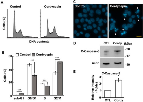 Figure 2 Cordycepin treatment leads to reduced S phase entry and apoptosis. (A, B) Cordycepin disturbs cell cycle progression. (A) Cell cycle profiles are analyzed by flow cytometry in the presence or absence of cordycepin treatment. (B) Quantification of % of cells at different cell cycle phases in (A) (N=3). ***P < 0.001. (C, D) The population of apoptotic cells is increase in cordycepin-treated JAR cells. (C) Apoptotic bodies (as shown in white arrowhead) are observed by DAPI staining in cordycepin-treated cells. (D) Cordycepin increases the expression of cleaved‐caspase 3 in JAR cells. Whole-cell extracts of cordycepin‐treated JAR cells are analyzed by Western blotting with antibodies against cleaved‐caspase 3 (c-caspase 3) and actin. (E) Quantification results of relative intensity (folds) of cleaved-caspase 3 in (D) *P < 0.05.