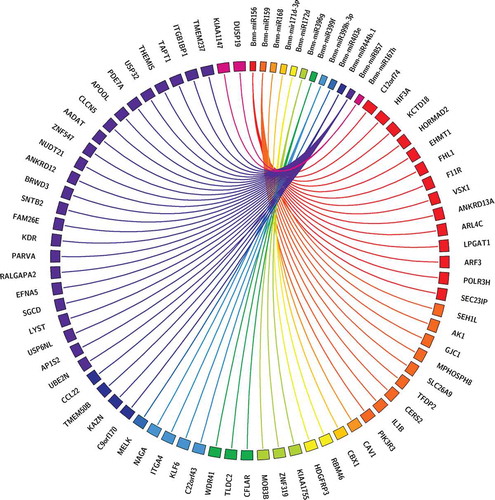 Figure 3. Circos plot depicting regulation of different 68 human genes with a segment and each connection with a ribbon targeted by twelve B.monnieri miRNAs. The width of categories depends on the number of genes targeted by miRNAs. A connection between a miRNA and a gene implies that this miRNA and its predicted target are regulated by B.monnieri.