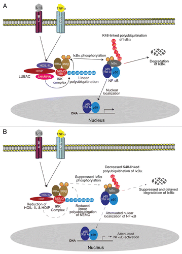 Figure 3 Involvement of LUBAC-mediated linear ubiquitination in NFκB activation and mechanism underlying attenuated NFκB activation by loss of SHARPIN. Upon stimulation by inflammatory cytokines including TNFα and IL-1β, LUBAC, which is composed of HOIL-1L, HOIP and SHARPIN, recognizes and linearly polyubiquitinates NEMO, which induces IKK activation and leads to the degradation of IκBα. Free NFκB translocates into the nucleus and activates the transcription of target genes (A). In cpdm mice, the linear polyubiquitination of NEMO is attenuated because of the drastic reduction in the amount of LUBAC, composed solely of HOIL-1L and HOIP due to lack of SHARPIN, resulting in attenuated linear polyubiquitination of NEMO and attenuated NFκB activation (B).