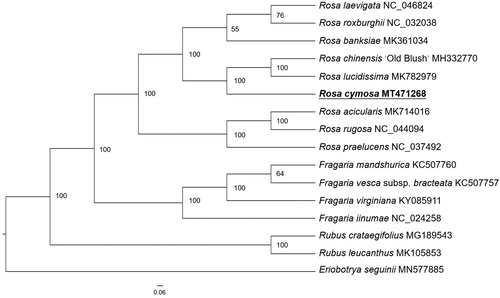 Figure 1. The maximum-likelihood (ML) analysis of 15 species of Rosoideae with Eriobotrya seguinii as outgroup based on chloroplast genome sequences. Numbers near the nodes are bootstrap support values.