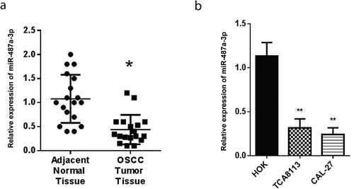 Figure 1. Expression of miR-487a-3p is downregulated during oral squamous cell carcinoma