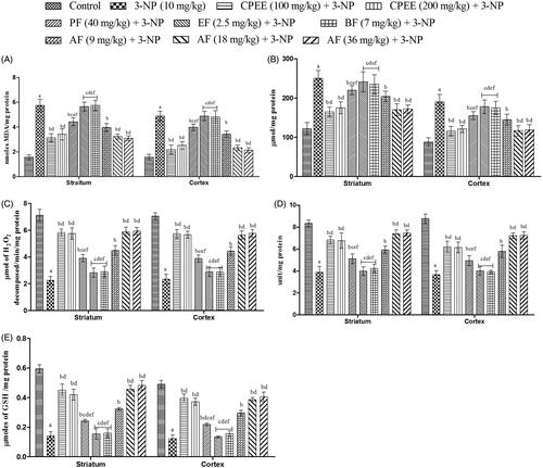 Figure 7. Effect of CPEE and its various fractions on oxidative parameters of 3-NP treated rats. (A) MDA levels; (B) nitrite levels; (C) catalase levels; (D) SOD levels; (E) reduced GSH levels. Results are expressed as mean ± SD (n = 8). ap < 0.05 vs control; bp < 0.05 vs 3-NP; cp < 0.05 vs CPEE 100 mg/kg; dp < 0.05 vs AF (9 mg/kg); ep < 0.05 vs AF (18 mg/kg); fp < 0.05 vs AF (36 mg/kg). Results are compared using one way analysis of variance followed by Tukey’s post hoc test. CPEE: Ethanol extract of Celastrus paniculatus seeds; PF: petroleum ether fraction; EF: ethyl acetate fraction; BF: n-butanol fraction; AF: aqueous fraction.