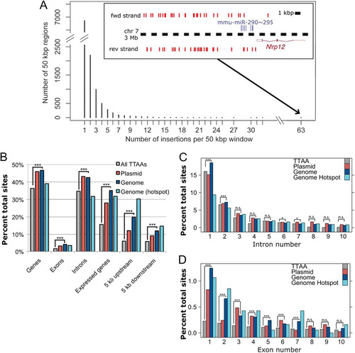 Fig 4 PB integration characters. (A) Histogram showing number of PB insertions per 50-kb window (excluding regions with no PB insertions). (Inset) The region with the most insertions close to the mmu-miR-290∼295 cluster on chromosome 7. Red marks denote insertion sites. (B) Association of PB insertions and TTAA sites with genes. ***, P < 2.2 × 10−16; the comparison shown is for random TTAA versus the genome donor, although the comparison with the plasmid donor is also significant in all cases. (C and D) Associations with exons and introns, respectively. *, P < 0.001; ***, P < 2.2 × 10−16; n.s., not significant.