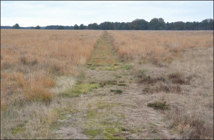 Plate II. Straight seventeenth-century hunting road of King William III at the Hoge Veluwe National Park.