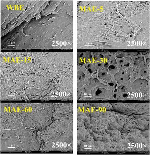 Figure 6. SEM images of rabbit skin gelatin extracted by WBE and MAE. WBE: gelatin obtained by water bath extraction; MAE-5, MAE-15, MAE-30, MAE-60, and MAE-90: gelatin obtained by microwave-assisted extraction with extraction time of 5, 15, 30, 60, and 90 min, respectively