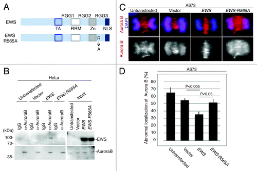 Figure 4. EWS but not EWS-R565A mutant interacts with Aurora B, and transfection with EWS but not EWS-R565A mutants rescues the high incidence of the aberrant localization of Aurora B in A673 cells. (A) Schematic drawing of EWS and EWS-R565A mutant proteins. (B) Immunoprecipitation of lysates from untransfected, empty vector, pSG5-2xFLAG-EWS- and pSG5-2xFLAG-EWS-R565A mutant-transfected HeLa cells using IgG and anti-Aurora B antibody. Top (left), probing blots with anti-FLAG shows that EWS coimmunoprecipitates with Aurora B. Bottom; left, Probing blots with anti-Aurora B shows immunoprecipitation of endogenous Aurora B; right, input sample (1/50) of cell lysates of untransfected, empty vector, pSG5-2xFLAG-EWS- and pSG5-2xFLAG-EWS-R565A-transfected HeLa cells demonstrated with anti-FLAG antibody (top) and anti-Aurora B antibody (bottom). (C) Top, merged images with DNA stained with DAPI (blue), and Aurora B (red) visualized with anti-Aurora B antibody; bottom, Aurora B visualized with anti-Aurora B antibody in A673 cells. (D) Percentages of cells with abnormal localization patterns for Aurora B were scored in untransfected, empty vector, pSG5-2xFLAG-EWS- and pSG5-2xFLAG-EWS-R565A-transfected A673 cells (50 anaphase were scored for each of the experiment) (n = 3 experiments).