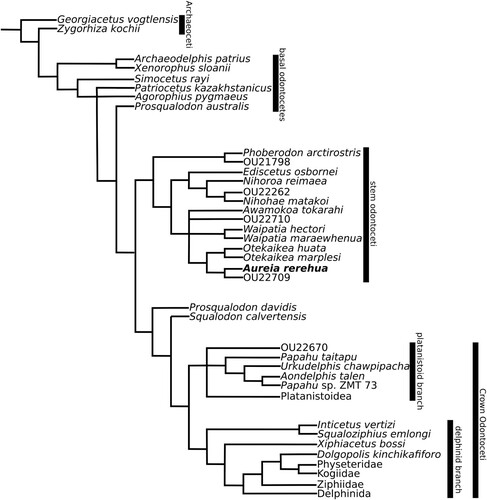 Figure 4. Phylogenetic tree produced by unweighted analysis of the combined matrix from Viglino et al. (Citation2021) and Coste (Citation2021) with the inclusion of Aureia rerehua, OU22709, and OU22710. This is the main reference study for this study.